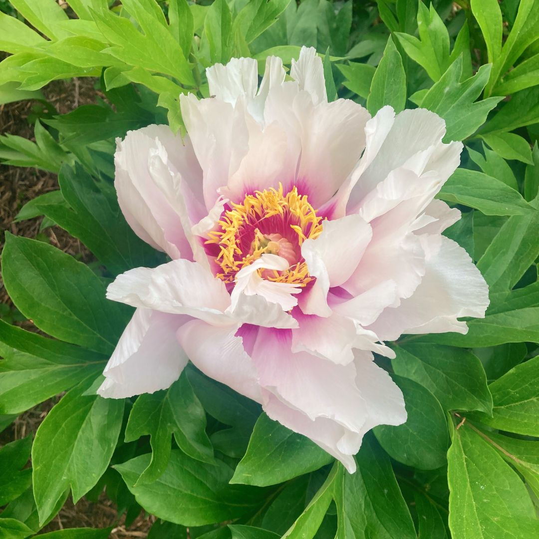 It’s Not Nice to Fool Mother Nature