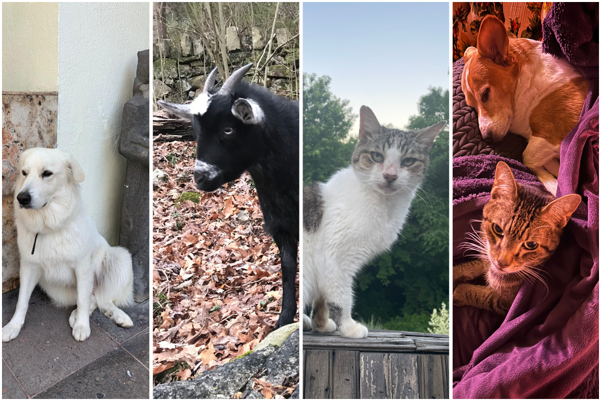 More About Our Pets: Celebrating National Pet Day at Stray Dog