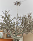 Twinkle Canopy Kit